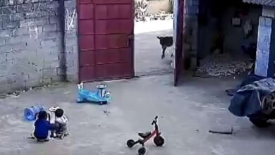 A 6-year-old boy in China was called into action by his two little sisters when a calf tried to come into the yard while they were playing.