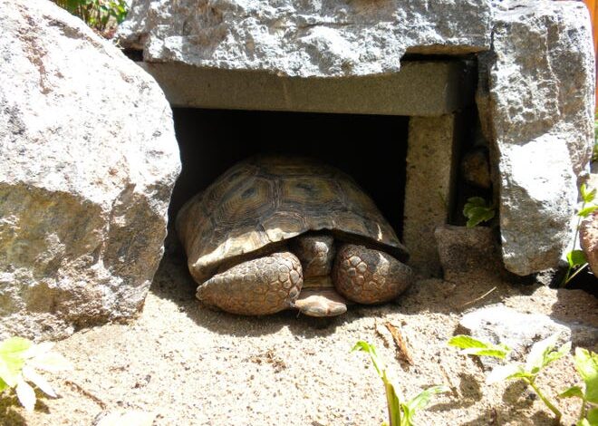 A burrow is among the items an adopted desert tortoise needs. Photo by Utah Division of Wildlife Resources.