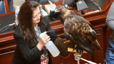 HawkWatch International's Debbie Petersen brings a live golden eagle named Chrys — from the scientific name for golden eagles, Aquila chrysaetos — to the Utah Senate floor on Thursday. A bill intends to name the golden eagle as the official state bird of prey.