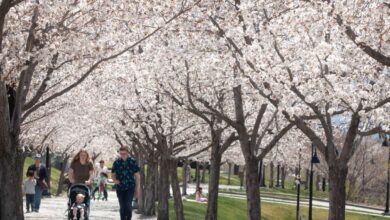 People walk past the cherry blossoms outside of the Utah Capitol in Salt Lake City on April 10, 2021. Tuesday is the first day of meteorological spring, which lasts through the end of May.